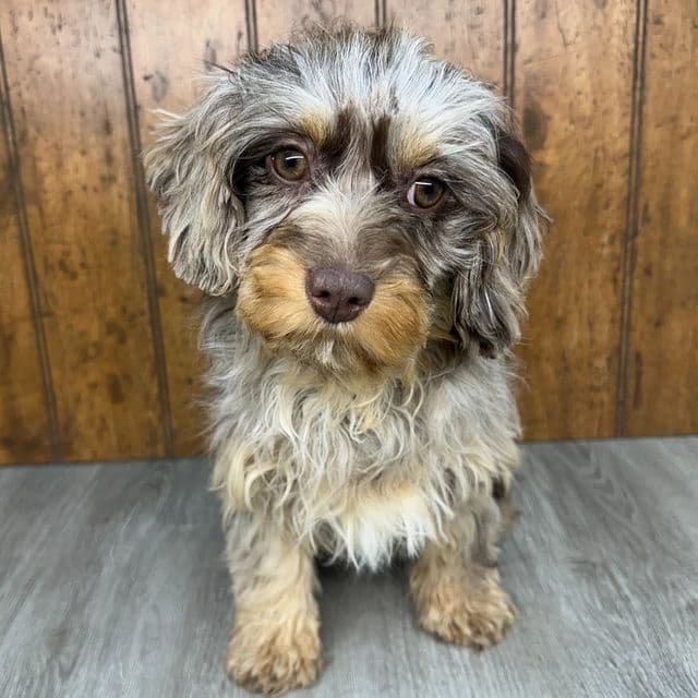 Phoebe - Cavapoo Female