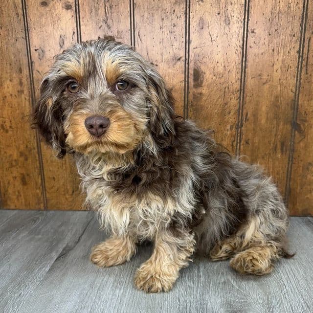 Leo - Cavapoo Male