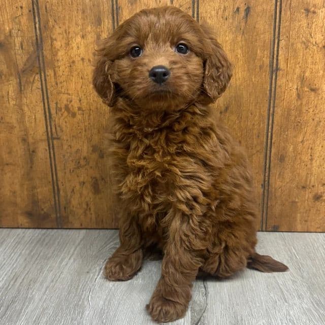 Grace - Goldendoodle Female