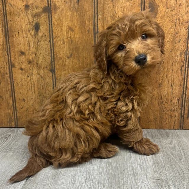 Will - Goldendoodle Male