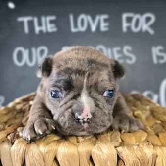 Gage - Frenchton Male