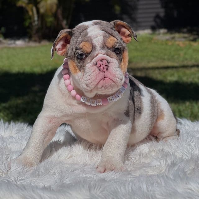 GABY - English Bulldog Female