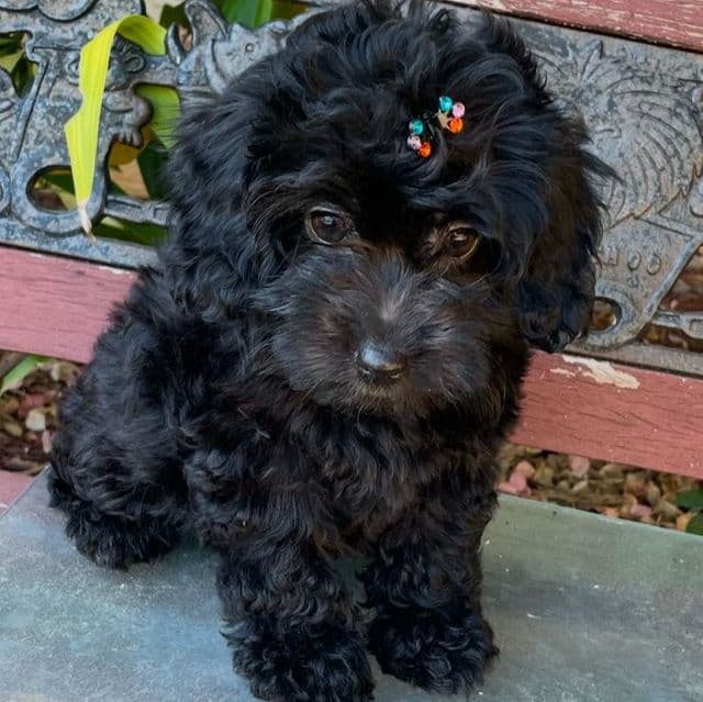 Paisley - Labradoodle Female