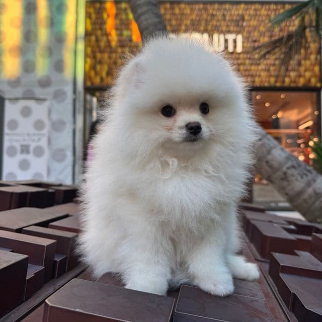 Snow PUREBRED POM - Pomeranian Male