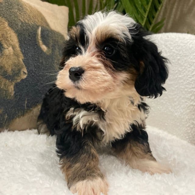 Ruth - Bernedoodle Female