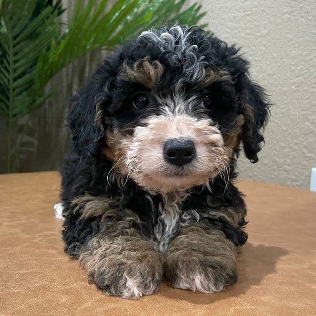 Rachel - Bernedoodle Female