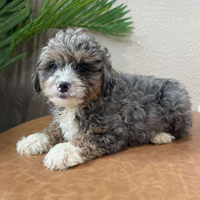 Noah - Bernedoodle Male
