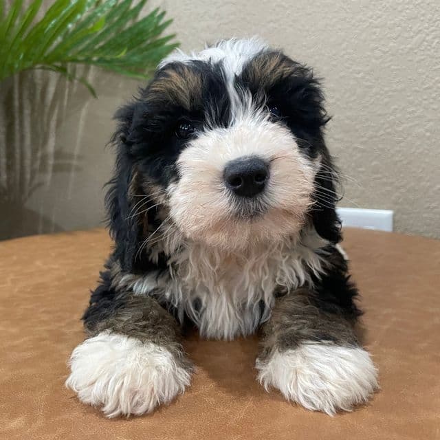 Leah - Bernedoodle Female