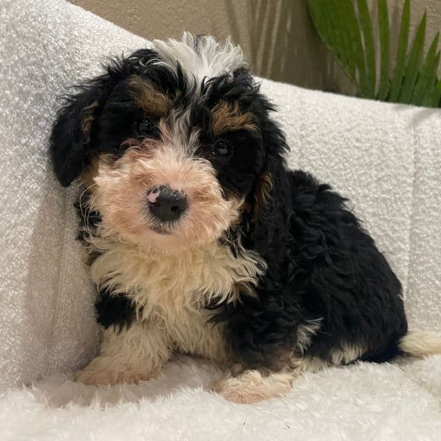 Adam - Bernedoodle Male
