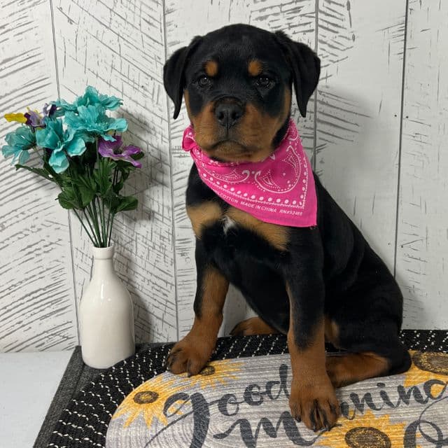 Zula *Adopted* - Rottweiler Female