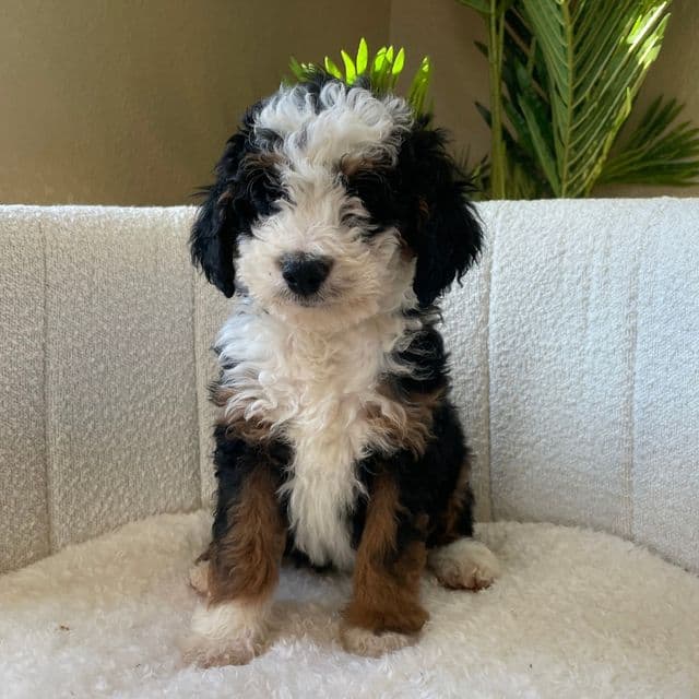 Wesley - Bernedoodle Male