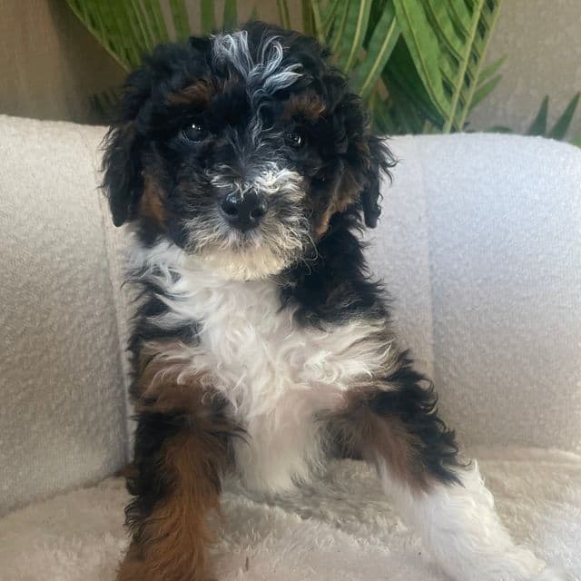 Zinnia - Bernedoodle Female