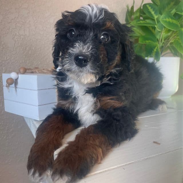 Oakley - Bernedoodle Male