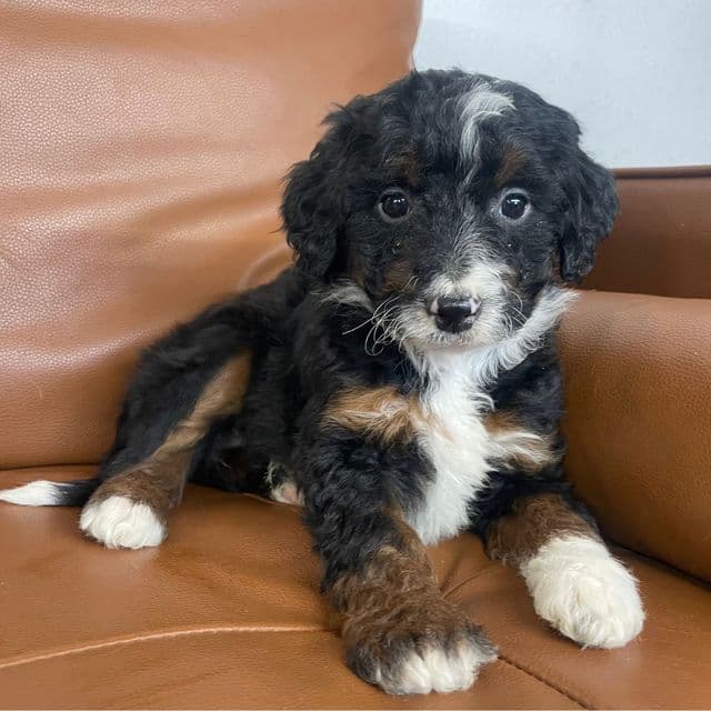 Jasmine - Bernedoodle Female