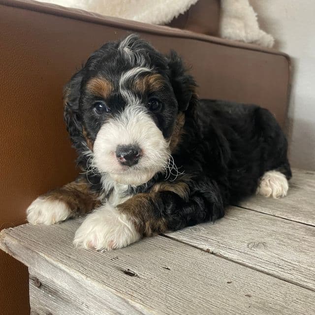 Daisy - Bernedoodle Female