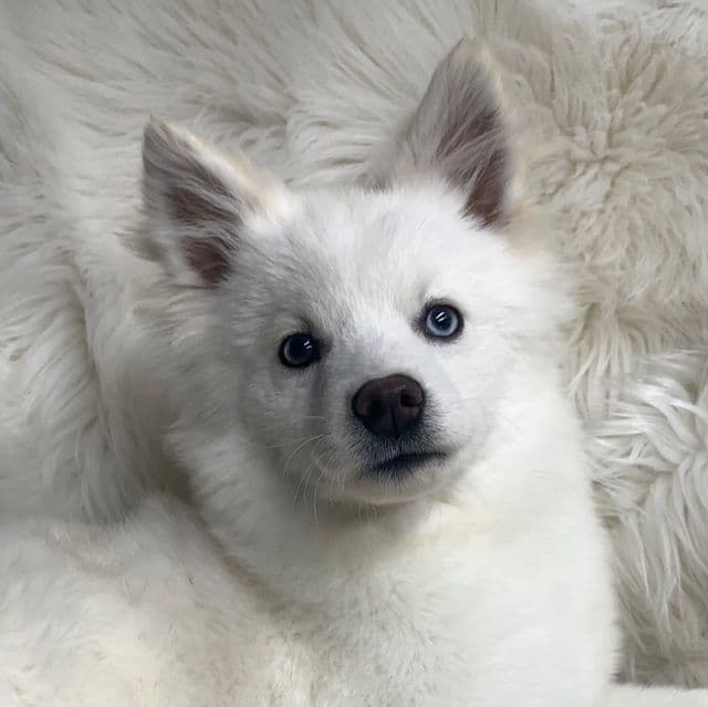 Trooper - Miniature Husky Male