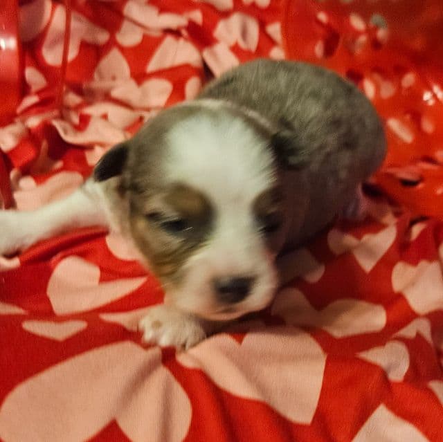Blaze - Aussiepom Male