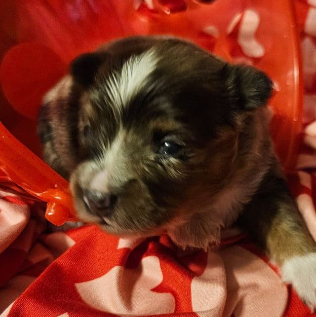 Dexter - Aussiepom Male