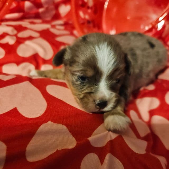 Buddy - Aussiepom Male