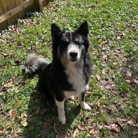 Noah - Pomsky Male