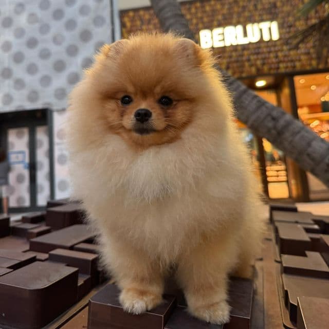 TEDDY BEAR  - Pomeranian Male