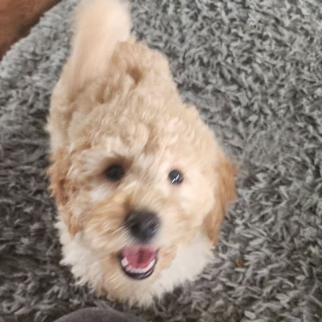 Mini Teddy f1b - Goldendoodle Male