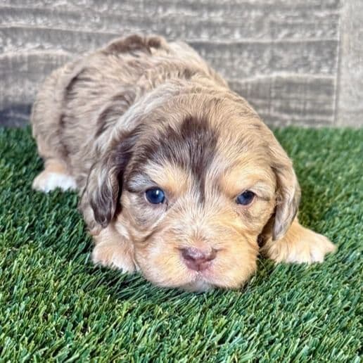 Wallace - Cavapoo Male