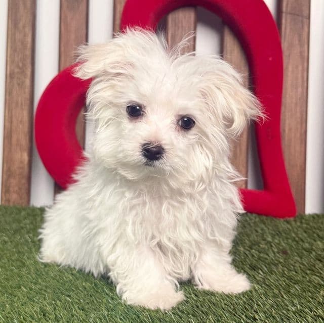 Maverick - Maltese Male