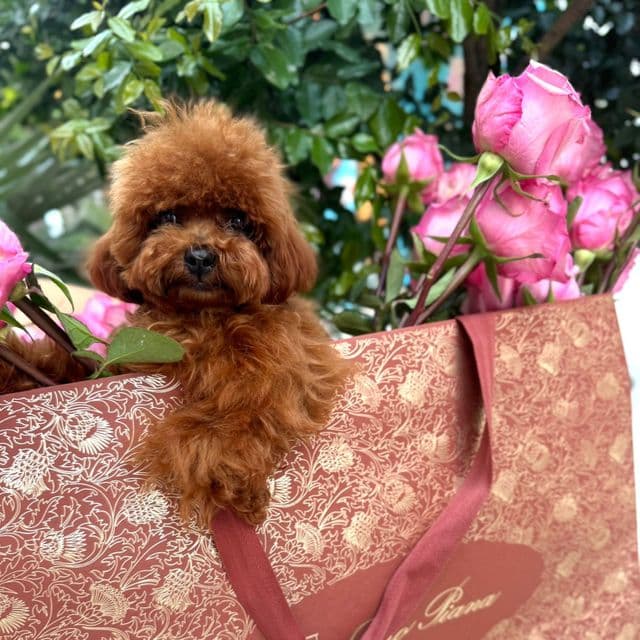 TOY ROSA - Toy Poodle Female
