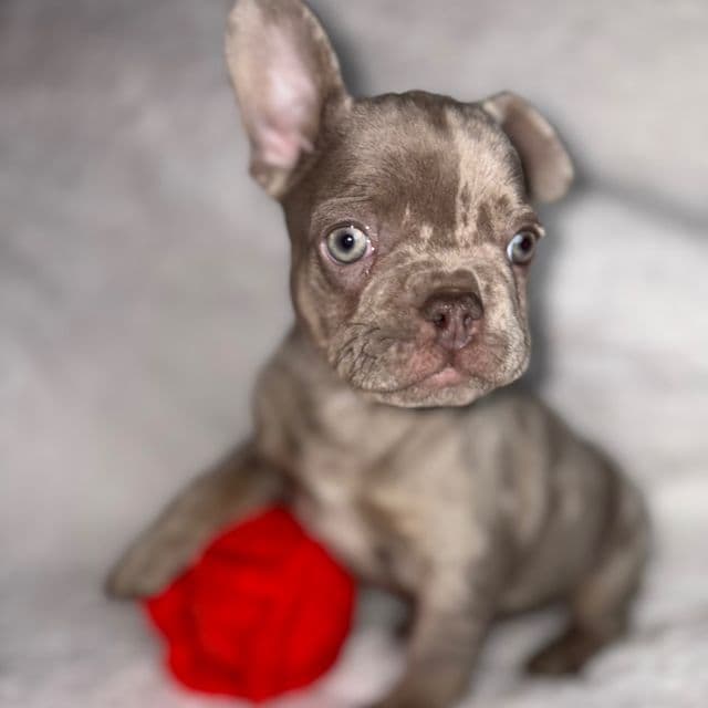 Milo - French Bulldog Male