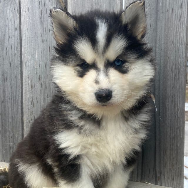 Cade - Siberian Husky Male