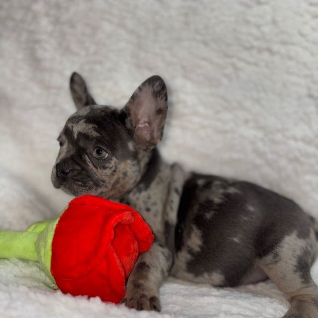Fanci - French Bulldog Female
