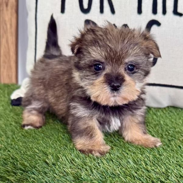 Blossom - Morkie Female