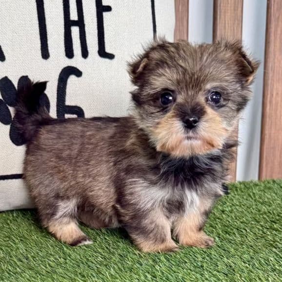 Blossom - Morkie Female