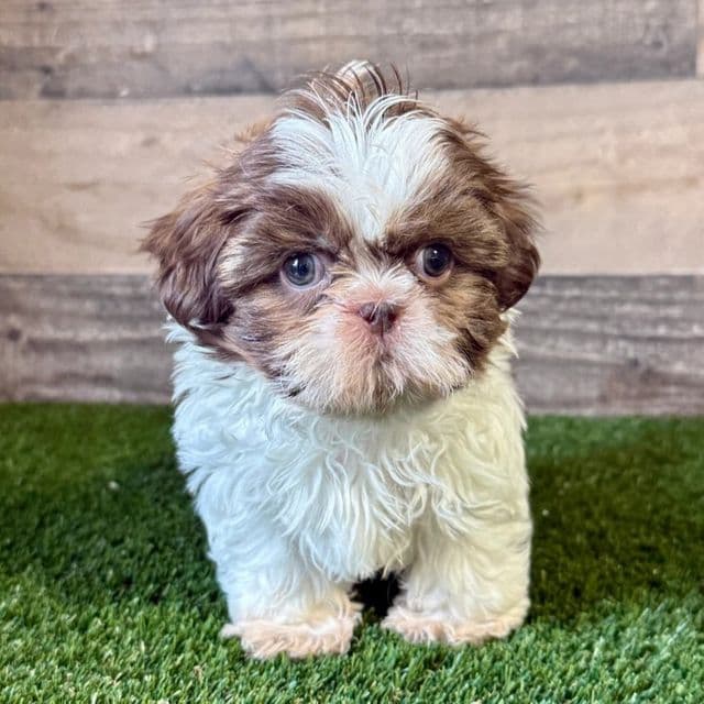 Samurai - Shih Tzu Male