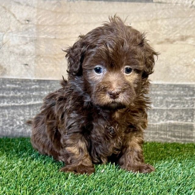 Emerson - Shih-Poo Male