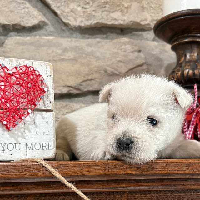 Ella - West Highland White Terrier Female