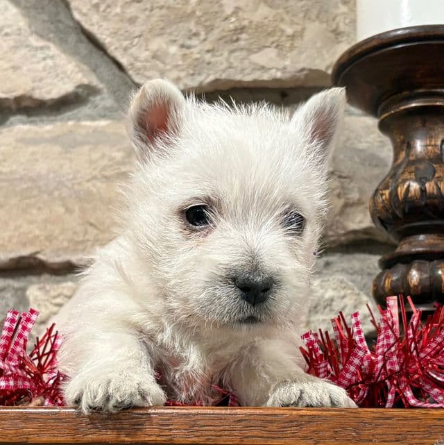 Gilmore - West Highland White Terrier Male