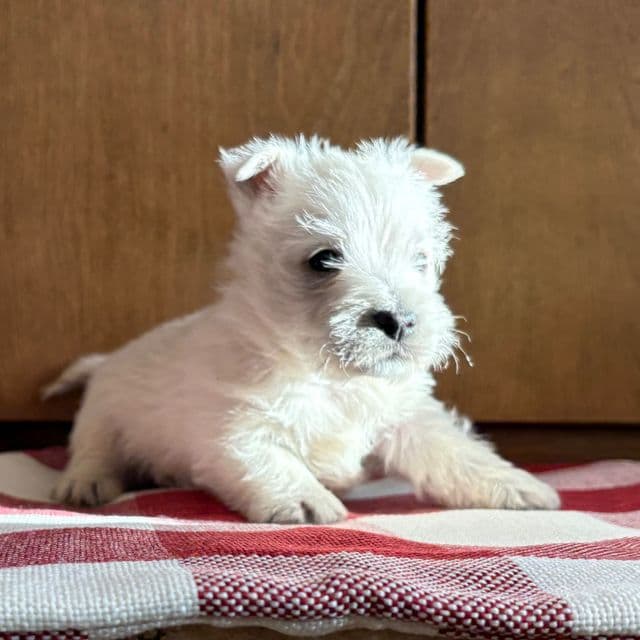 Garrison - West Highland White Terrier Male