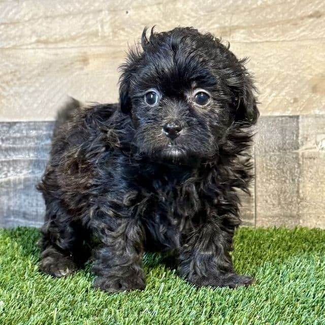 Eliza - Shih-Poo Female