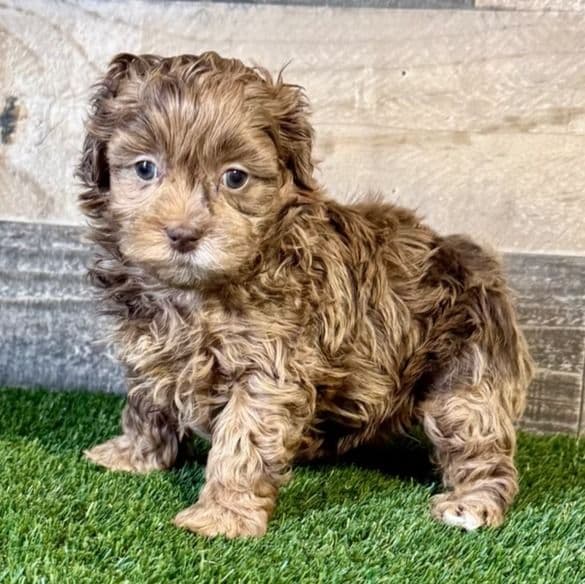 Elsa - Shih-Poo Female