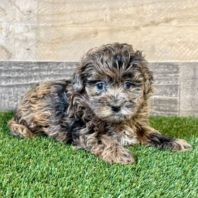 Ella - Shih-Poo Female