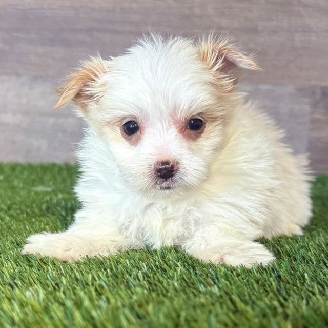 Nelson - Yorkshire Terrier Male