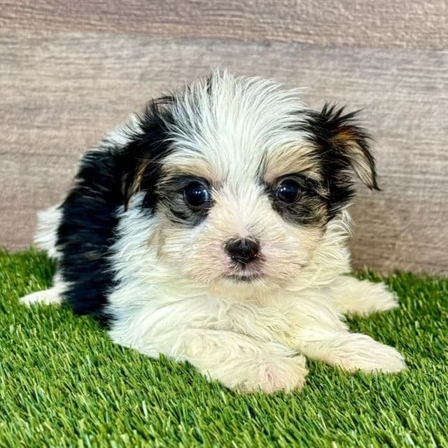 Nyla - Yorkshire Terrier Female