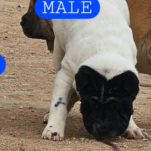 Idaho - Chinese Shar-Pei Male