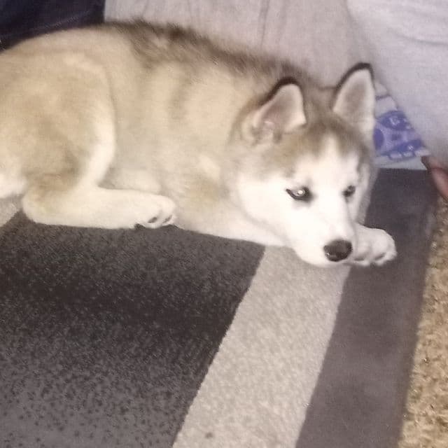 FatBoy - Siberian Husky Male
