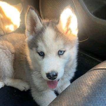 Pumpkin - Siberian Husky Male