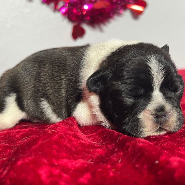 Bruno - French Bulldog Male