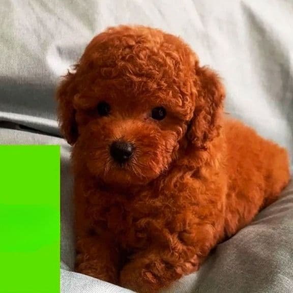 Ginger  - Toy Poodle Female