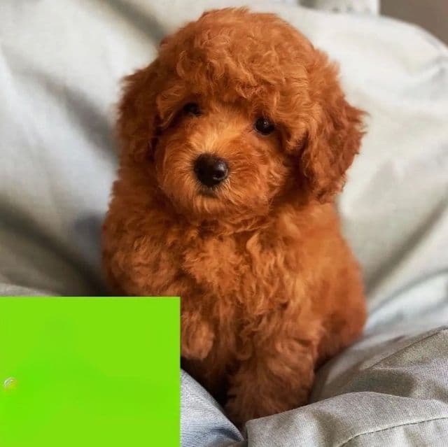 Titan - Toy Poodle Male